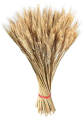 Generico | Spighe Di Grano Dorate | 100 Gambi Di Grano Essiccati | Decorazioni Per Nozze E Feste A Casa | Fai Da Te Decorazioni Per La Casa