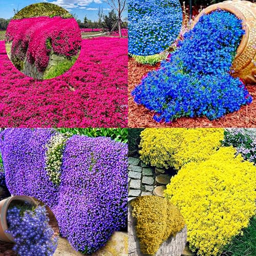 10000pcs sachet thym serpolet rouge, graines de thym de graies de fleurs faciles à planter graines de thym rampant multicolores outil de jardinage pour la cour Des graines