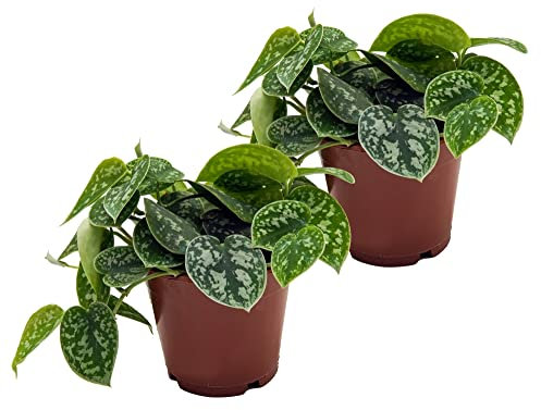Efeutute, Scindapsus, (Epipremnum aureum) Sorte: Pictus, gepunktetes weiss-buntes Blattwerk, rankend, Ampelpflanze, luftreinigend (2er Set je im 12cm Topf)