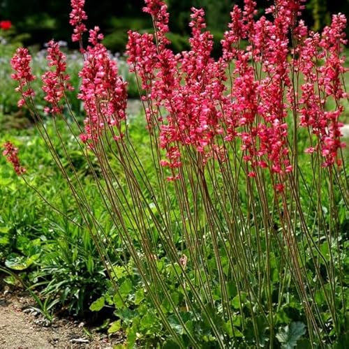 6x Heuchera Brizoides 'Pluie De Feu' - Alunrot 'Pluie De Feu' - Krukstorlek 9x9 cm - Rödaktiga Blommor
