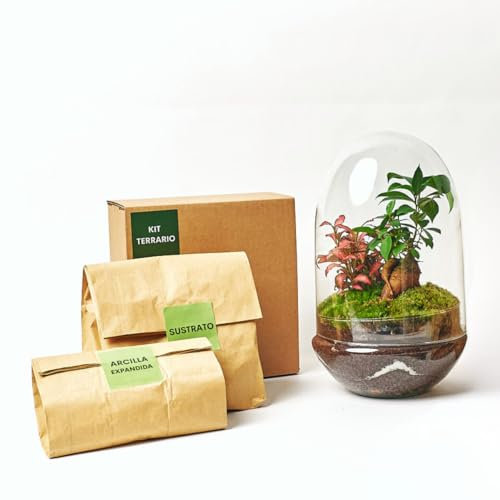 Kit Terrario Plantas Cristal - Cúpula con Ficus Ginseng y Fittonia | Terrario DIY | Jardin Eterno en Cristal o Ecosistema Cerrado | Ideal para Decoración Hogar (Mediano)