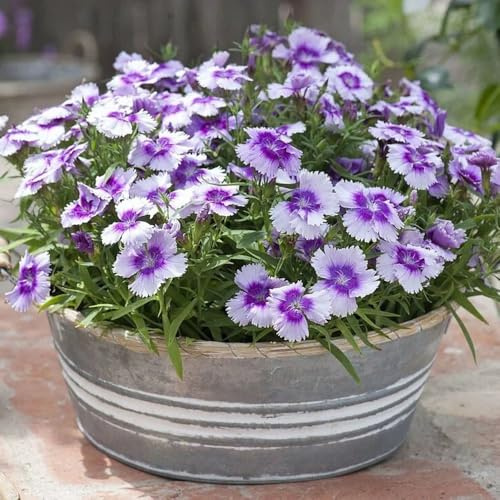 semillas de clavel anual - Dianthus - para exterior. Decoración de sala estar. exóticas jardín resistentes orgánicas para balcón 500pcs