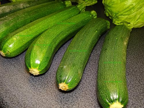 Zucchini Verte de Maraichers butterzart & lecker Gemüsesamen Zucchinisamen 15 Samen von der-kleine-gaertner