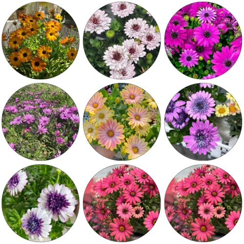 semillas margarita del Cabo - arbusto de mariposas interior decoraciones jardín para exteriores oficina bonsái silvestres balcón jardín del balcón cortadas 50pcs