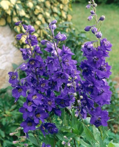 Delphinium Pacific 'Black Knight' 11x11 cm Topf – Winterhart, Mehrjährig – Rittersporn – Staude für Beet & Rabatte