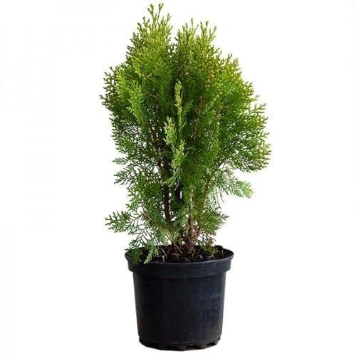 Tuya Natural Conífera Perenne para Jardines - Arbusto con Maceta de 17cm