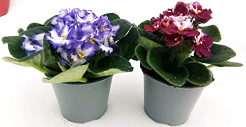 POWERS TO FLOWERS - SAINTPAULIA BICOLORE, 2 PIANTE VASO 11CM, VIOLETTA AFRICANA, pianta vera