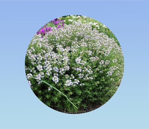 600 graines de thym hiver - thym vulgaris - herbes aromatiques