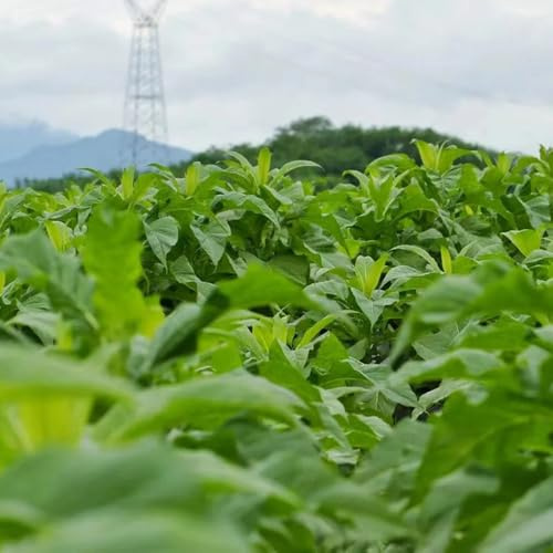 Semillas de tabaco, Nicotiana tabacum, semillas de hierbas medicinales, plantas de jardín comprar plantas de tabaco Semillas de hierbas perennes semillas de plantas exóticas jardín de 300pcs