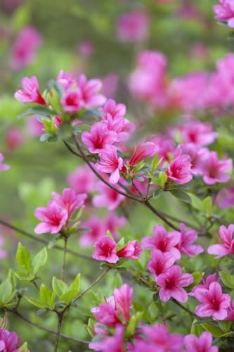 Rhododendron obtusum 'Silvester' 20–25 cm – Winterhart, Immergrün, Mehrjährig – Rhododendron – Zierstrauch für Garten & Kübel