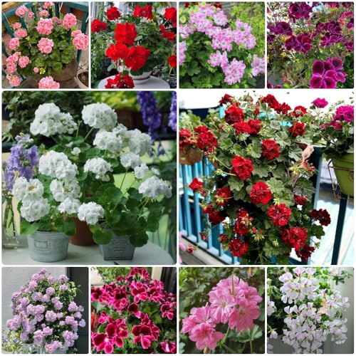 Semillas de geranio colgando, geranio, Pelargonium hortorum, para lugares soleados de jardín de rocas resistentes 400pcs