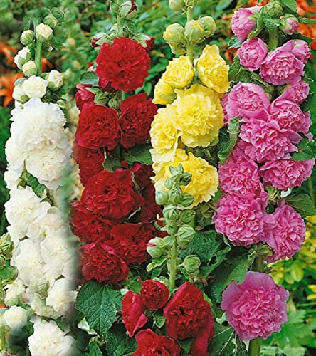 Vsorce4u 20 x Seeds - Chater's Mix Double Hollyhock Seeds - Flower Seeds for Planting Garden Yard Patio