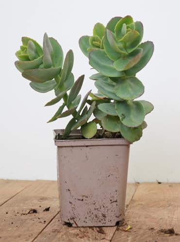 Sedum telephium 'Yellow Xenox' ca. 11x11 cm Topf - Fetthenne, gelbe Blüten, Blütezeit August-Oktober, ideal für Steingärten, trockenheitsresistent, pflegeleicht