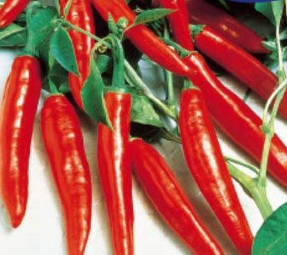 Pcs - 10x Poivre Espagnol Cayenne Long Slim Poivron Piment Légumes Graines KS386 - Seeds & Plants Shop by Ipsa