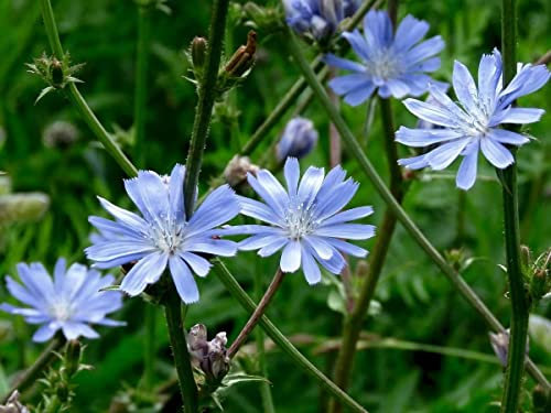 Wild Flower - Chicory Seed - Cichorium intybus - Wild Flower Seeds Blue kg (100g)