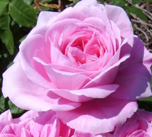 Constance Spry - Fragrant Pink Blooms - Climbing Rose - 4L Potted Climbing Shrub Rose
