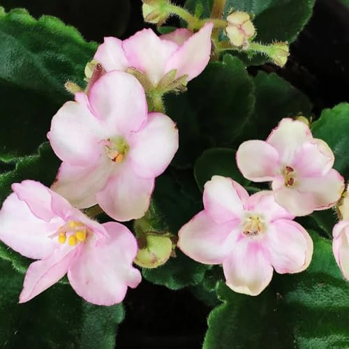 usambaraveilchen pflanze kaufen samen balkonpflanzen, winterharte kübelpflanzen usambaraveilchen samen schattenpflanzen, zierblumen blumendeko wiesensaatgut, gartendeko für draußen 400pcs