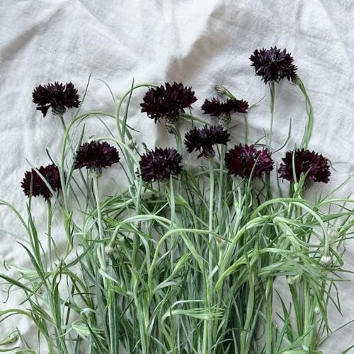 semi di fiordaliso, letto rialzato, resistenti, varietà antiche biologici, esotiche, perenni 500pcs