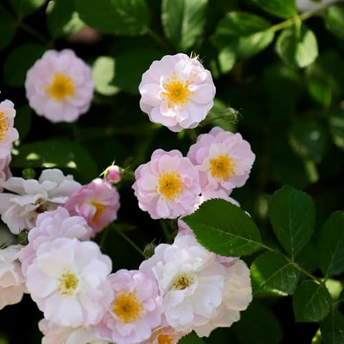 semillas de Rosales trepadores - rosa trepadora Balcón parterre de semillas oficina interior resistentes interior exóticas 100pcs