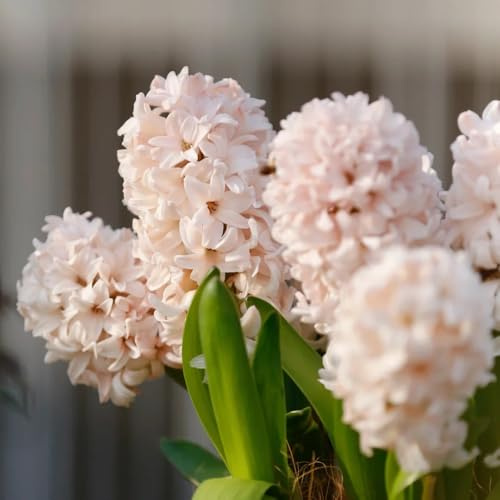 4zwiebeln hyazinthen blumenzwiebel, balkonpflanzen decoration, zimmerpflanzen blumenzwiebeln frühblüher deko zimmerbonsai