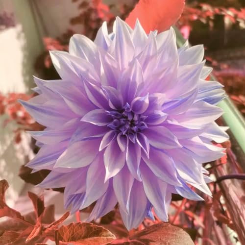 Dahlien knollen,Winterharte Dahlienpflanze, mehrjährige Zierpflanze, Gartendekoration, Luftreiniger