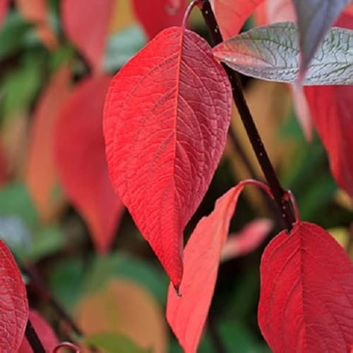 Vit hård spärr vattenkokare ringiii – Cornus Alba 'Panna ringiii' 60–80 C –