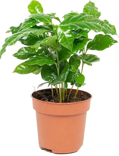 Coffea Planta de Interior Planta del Café Verde muy Intenso