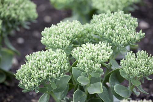 Sedum telephium 9x9 cm Topf – Winterhart, Mehrjährig, Pflegeleicht – Fetthenne – Staude für Steingarten & Beet
