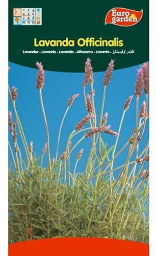 Semillas fito aromaticas lavanda officinalis 02610 (caja 10 unidades)