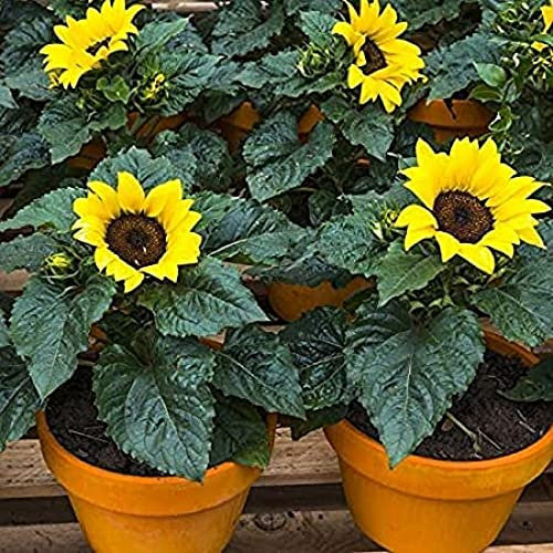 30 Miniature Pygmy Sunflower Flower Seeds Helianthus Annuus Incredible Seeds Pretty Wild Seeds