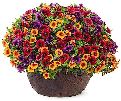 lamphle 120 Unids Mezclado Gloxinia Calibrachoa Petunia Semillas de Flores Jardín Patio Bonsai Planta Flor Fruta Árbol Vegetal Semillas Semillas de Gloxinia 120 Piezas