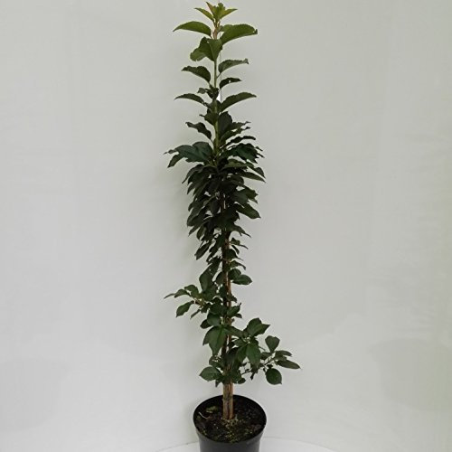 Säulensauerkirsche Jachim ® Kirsche Säulenobst Terrassenobst Balkonobst 80-100 cm 7.5 Liter Topf, Colt