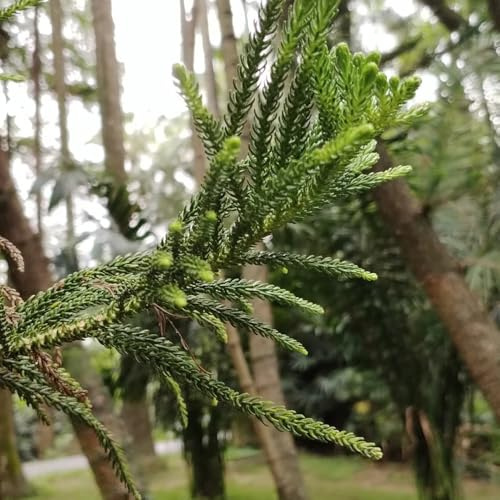 semillas de araucaria - resistentes jardín perennes, orgánicas 30pcs