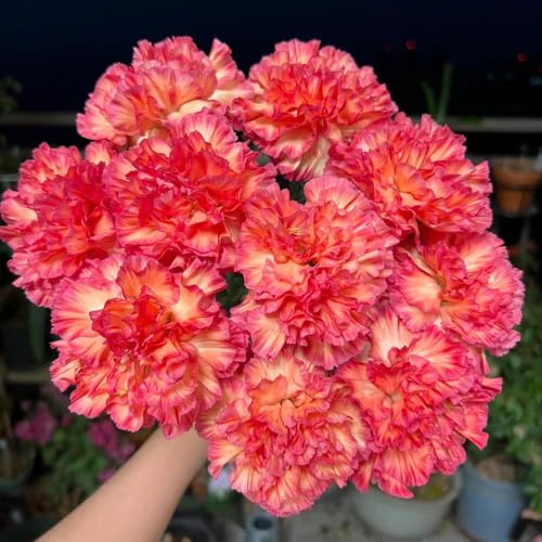 Semi di garofano perenni resistenti, biologici giardino esotiche 1500pcs