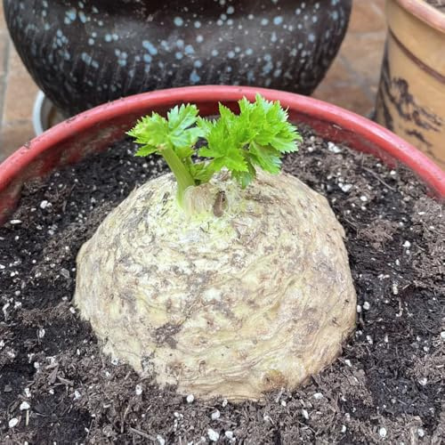 semillas de apio nabo organicas, interior jardín, exóticas 800pcs