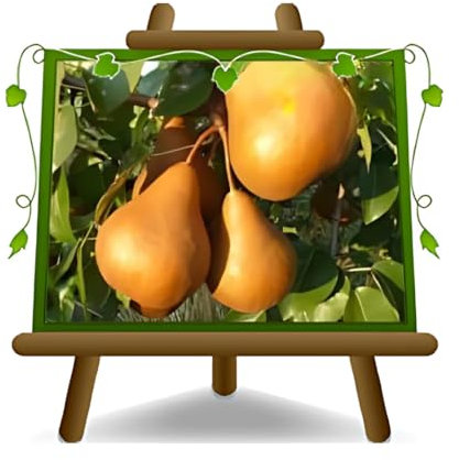 poirier poires Kaiser ou empereur Alexandre plante fruitière vieux sur un pot de 20 max 170 cm - 2 ans