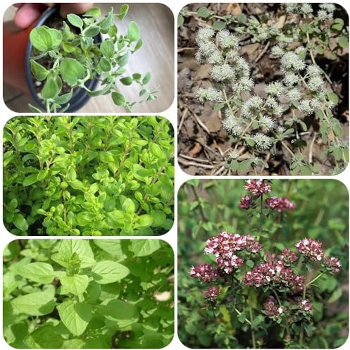 Semillas de mejorana perenne resistente, jardín de origanum majorana, balcón del jardín, 300pcs