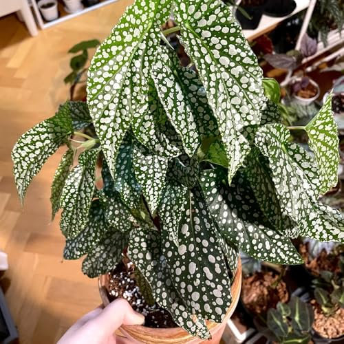 Forellenbegonie Pflanze Samen - zimmer pflanze Begonia maculata, indoor plants for living room samen alte sorten winterharte pflanzen für garten grünpflanzen, topfpflanzen grünpflanzen 300pcs