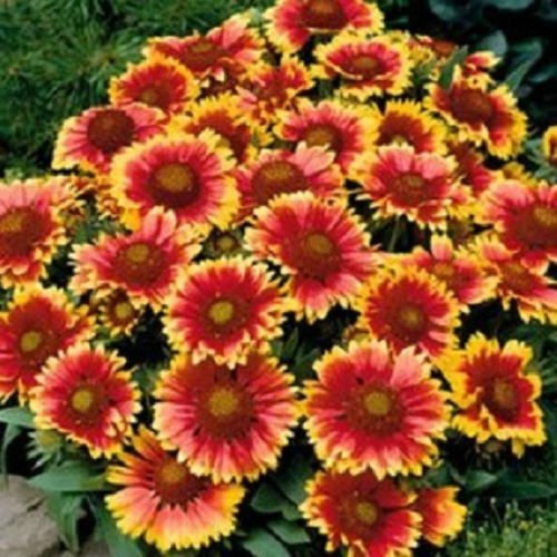 500 Gaillardia Semi Coperta semi di fiore
