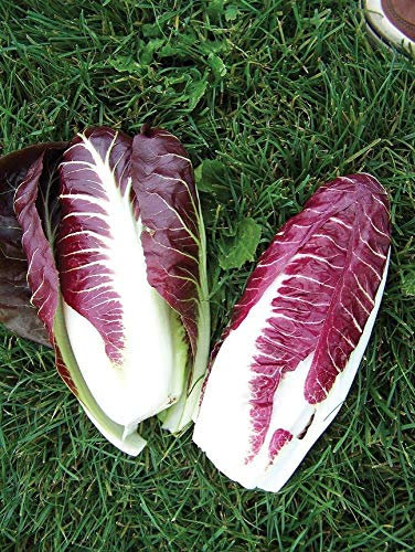 Potseed Germination Les graines: Fiero Hybride Radicchio 50 graines
