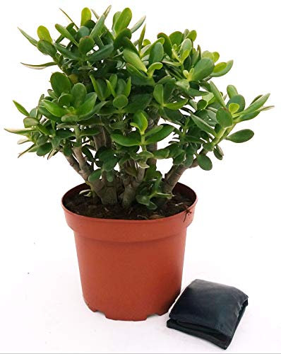 POWERS TO FLOWERS - CRASSULA OVATA, ALBERO DI GIADA, XXL VASO 24, pianta vera