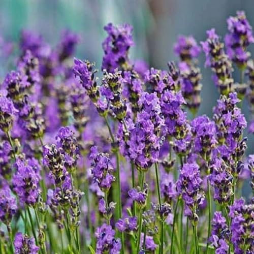 Nouveau frais 100pcs graines de fleurs de lavande