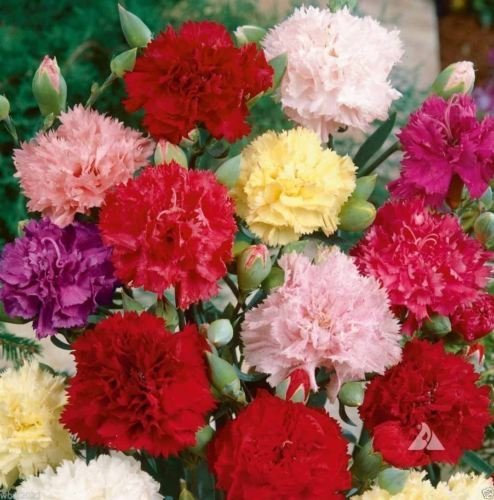 400 semillas de clavel - Cud Mix - rosa, viola, rosso, bianco e giallo