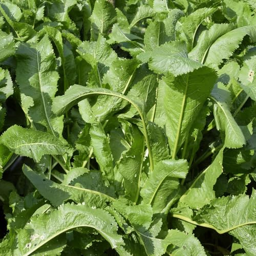 semi di rafano - giardino Armatura rustica balcone rialzato con letto Copertura del terreno resistente 50pcs