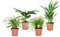 Plant in a Box - Tierfreundlichen Zimmerpflanzen - Mischung mit 4 - Luftreinigend - Topf 12cm - Höhe 25-40cm