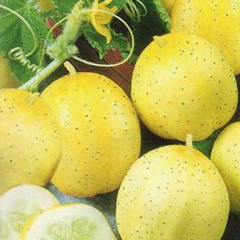 Cucumber Lemon 20 Seeds unusual easy to grow seeds