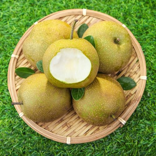 comprar semillas de peral, exóticas, perenne resistente que cubre el suelo Balcón, 180pcs