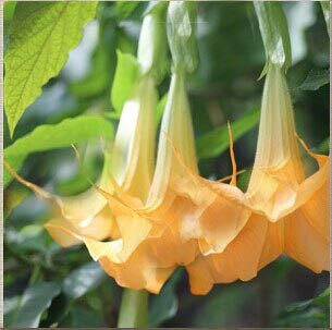 15: Schwarze Stechapfel-Samen, Brugmansia-Engelstrompeten, Bonsai-Baum-Blumensamen 100 Partikel/Los