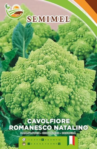 Cavolfiore Romanesco Natalino- Semi di Cavolfiore Tardivo a Forma Geometrica, Verde Brillante, Pianta Resistente e Vigorosa 3 confezioni