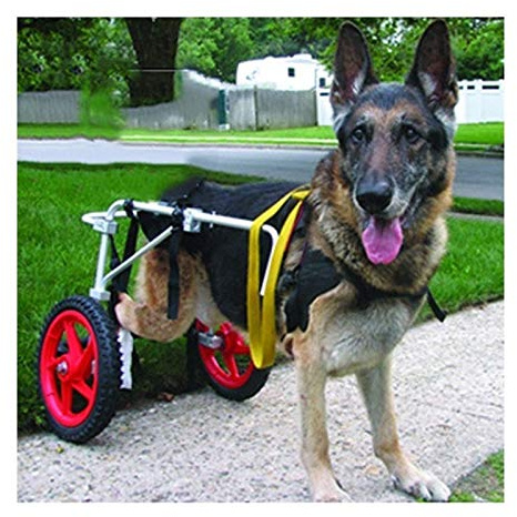Rullstol för stora hundar uppgraderade hundhjul för bakbenet Djurvagn Hundhjulstol Hind Legsrehabilitering, Walkin Wheels hjälper em upp sele (Size : X-Large)